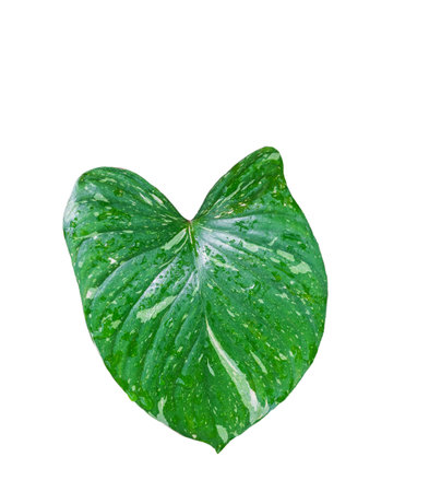 Homalomena leaves(Sane Chan PrakaiDao), Dark green and white  foliage isolated on white background and water dropの写真素材