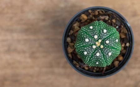cactus on wooden background for decoration and propsの写真素材