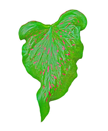 Caladium bicolor with pink  and green leaf  (Dao Phiang Din), Pink and green Caladium foliage isolated on white background , with clipping pathの写真素材