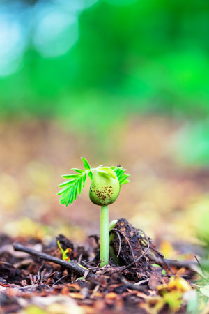 Little green seedlings growing in soil, closeupの写真素材