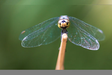Dragonflies perching on leaves. Dragonflies in natural habitats. Beautiful natural scenery with dragonflies.の写真素材