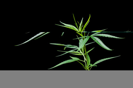 cannabis or marijuana plants on black background isolated on black, ideal wallpaper or thematic images to legitimize the plant.の写真素材