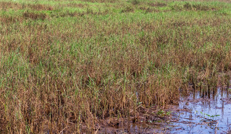 rice field paddy water flooded nature backgroundの写真素材