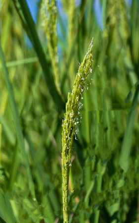Ears of organic rice Jasmine and blue sky. Close-up of the rice ears