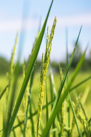 Ears of organic rice Jasmine and blue sky. Close-up of the rice earsの写真素材