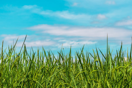 rice fields and sky.jasmine rice fields which is the unique rice of Thailand and Asiaの写真素材