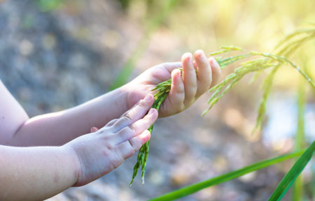 Young Hand tenderly touching rice in the paddy field.Farmer hand with rice field.の写真素材