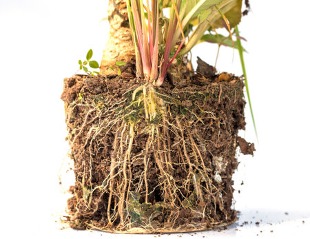 tree roots and soil on white backgroundの写真素材