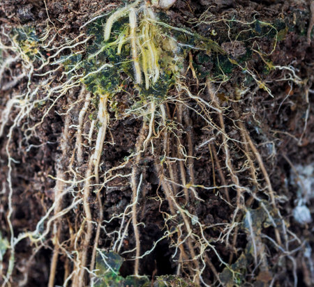 tree roots and soil close focusの写真素材