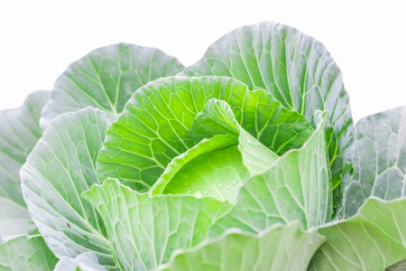 green cabbage isolated on white backgroundの写真素材