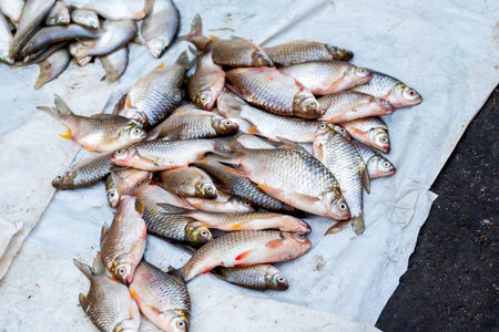 pile of freshly harvested  fish for sale in Asian fish marketの写真素材