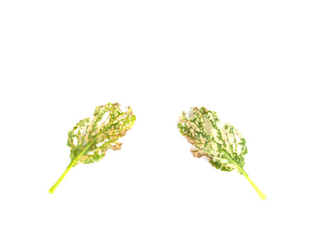 leaves eaten by pests on a white backgroundの写真素材