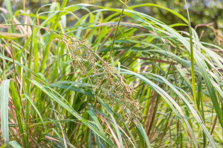 Flower Lemongrass plants are planted in large cement pots, this plant is widely used as a spice in cooking or herbal drinks in thaiの写真素材