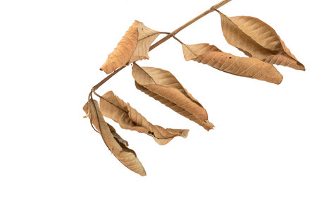 Branch of dry leaves isolated on white backgroundの写真素材