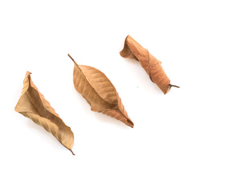 Set of dry leaf on white backgrounds.の写真素材