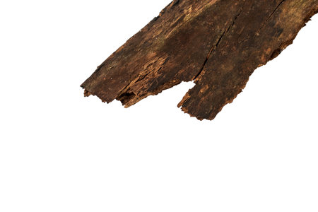 Wooden splinter or piece of bark isolated on white background. Item for mock up, scene creator and other designの写真素材