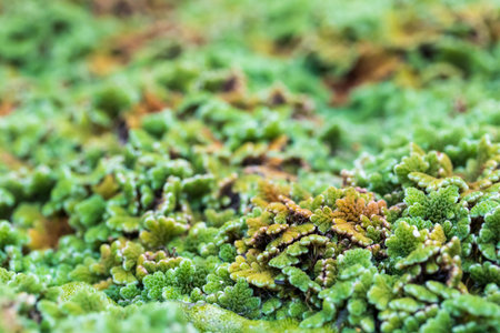 Top view picture of water droplets on mosquito fern (water velvet) after rainy. Azolla pinnata is an aquatic plant in Family Salviniaceae.の写真素材