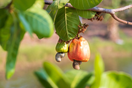 Cashew fruit. Cashew fruit (Anacardium occidentale) hanging on tree. Cashew nuts growing on a tree This extraordinary nut grows outside the fruit.の写真素材