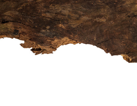 Wooden splinter or piece of bark isolated on white background. Item for mock up, scene creator and other designの写真素材