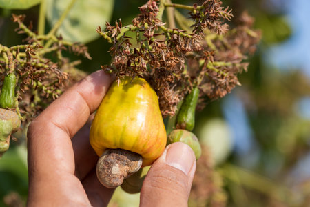 gardener hand holding a beautiful bunch of cashew fruit, in a farm in summer.の写真素材