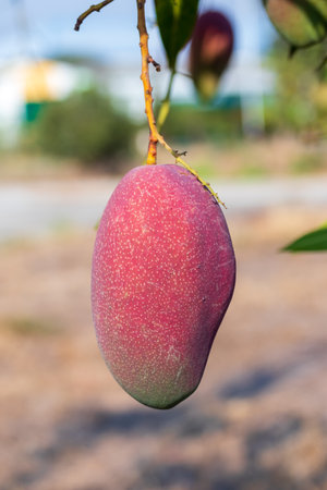 Fresh Japanese red Mango fruit hanging on tree and green leaf with farm, sunset on background. Mango dessert and season concept.の写真素材