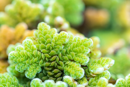 mosquito fern (water velvet) after rainy. Azolla pinnata is an aquatic plant in Family Salviniaceae.の写真素材