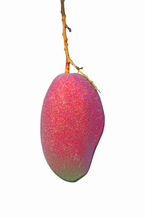 Fresh Japanese red Mango fruit hanging on tree and green leaf with farm, sunset on background. Mango dessert and season concept.の写真素材