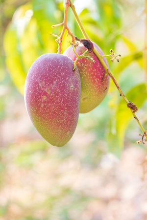 Fresh Japanese red Mango fruit hanging on tree and green leaf with farm, sunset on background. Mango dessert and season concept.の写真素材