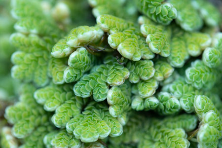 mosquito fern (water velvet) after rainy. Azolla pinnata is an aquatic plant in Family Salviniaceae.の写真素材