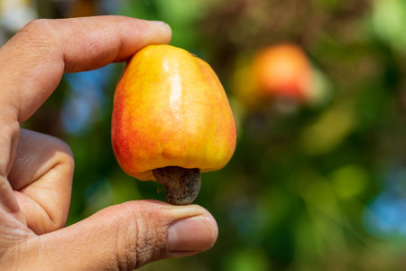 gardener hand holding a beautiful bunch of cashew fruit, in a farm in summer.の写真素材
