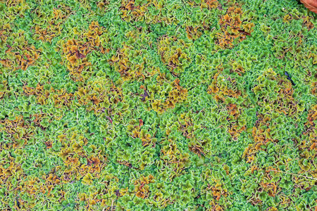 Top view picture of water droplets on mosquito fern (water velvet) after rainy. Azolla pinnata is an aquatic plant in Family Salviniaceae.の写真素材