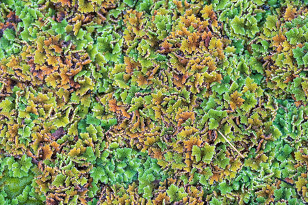 Top view picture of water droplets on mosquito fern (water velvet) after rainy. Azolla pinnata is an aquatic plant in Family Salviniaceae.の写真素材