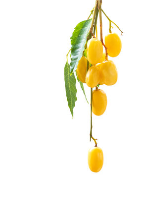 Medicinal neem fruits with twigs over white backgroundの写真素材
