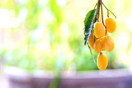 Medicinal neem fruits with twigs over white backgroundの写真素材