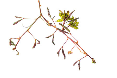 Sensitive plant on white background. (mimosa pudica plant)の写真素材