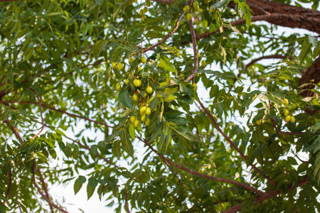 Neem seed on the treeの写真素材