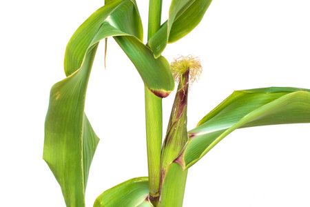 Corn plant illustration In the growth of the asymmetrical corn from seed to mature, effective Isolated on a white background, corn and food grainsの写真素材