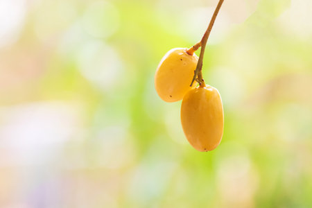 Medicinal neem fruits with twigs over white backgroundの写真素材