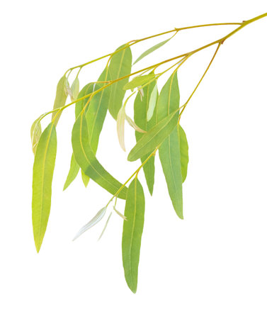eucalyptus branch isolated on white backgroundの写真素材