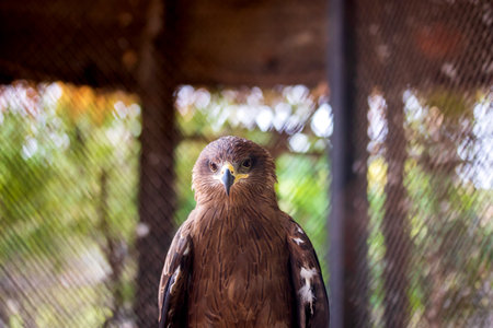 American eagle at the zoo. Hawk in captivity. Bird of the hawk family. American symbol of the nation.の写真素材