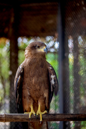 American eagle at the zoo. Hawk in captivity. Bird of the hawk family. American symbol of the nation.の写真素材