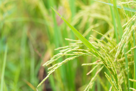 Ear of rice. Close-up to rice seeds in ear of paddy.の写真素材