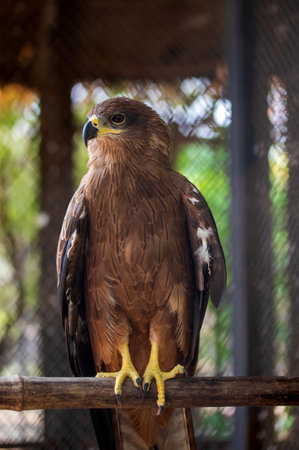 American eagle at the zoo. Hawk in captivity. Bird of the hawk family. American symbol of the nation.の写真素材