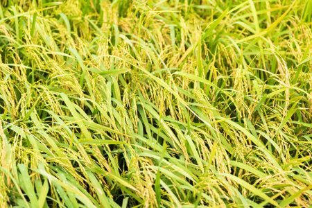 Ear of rice. Close-up to rice seeds in ear of paddy. Beautiful golden rice field and ear of rice.の写真素材