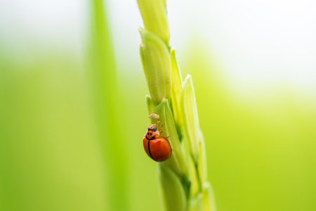 ladybug clings to a grain of rice.の写真素材