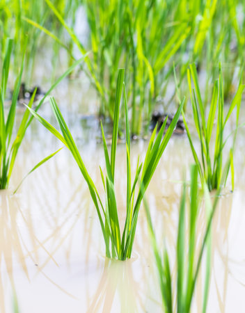 Rice field after rice plantingの写真素材