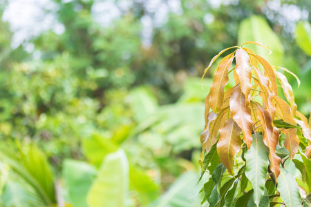Young mango leaves look exactly like this when the new leaves emerge from the mango tree, the mango leaves are light yellow.の写真素材