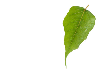 Green bodhi leaf on a white background.の写真素材