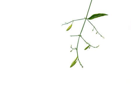 Creat or Kariyat (Andrographis paniculata (Burm.f.) Nees ) isolated on white background, have a medicine propertiesの写真素材