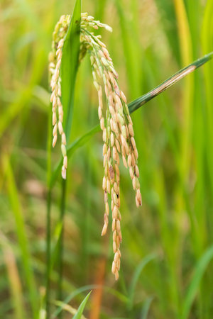 rice disease on stem from funguiの写真素材
